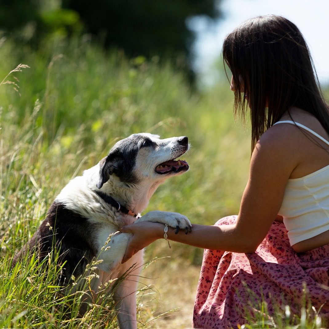 Eine Frau hält auf einer Sommerwiese die Pfote ihres alten Hundes